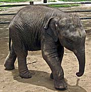 Asienreisender - Young Elephant
